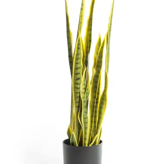 Large Ornamental Potted Snake Plant / "Sansevieria" - 86cm