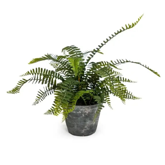 Ornamental Potted Fern Plant in Concrete Pot - 50cm