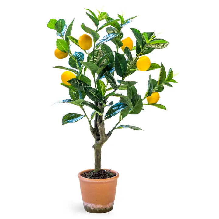 Ornamental Potted Lemon Tree - 55cm