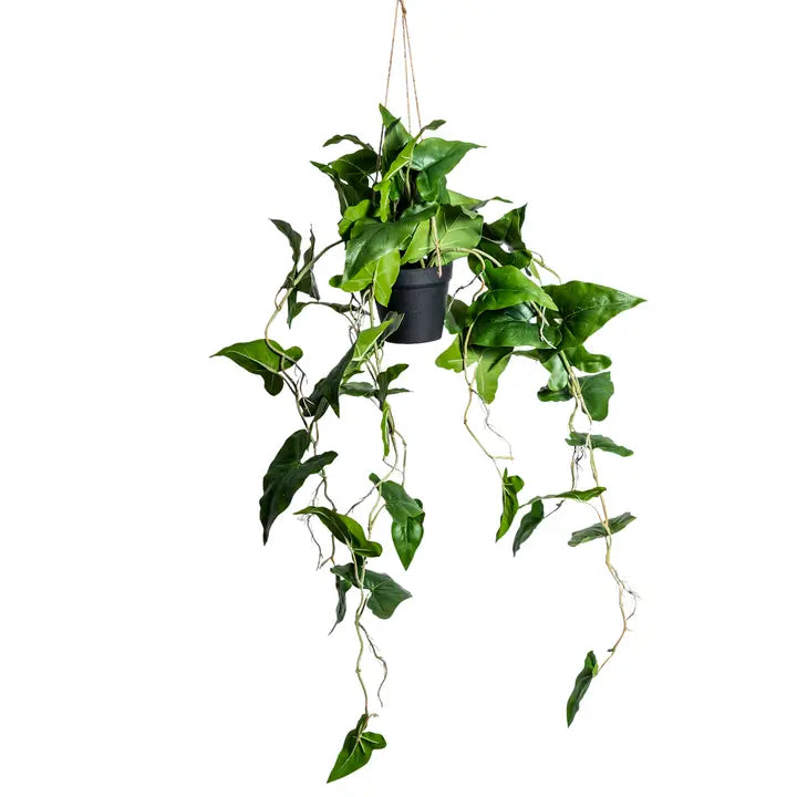 Ornamental Hanging Araceae Vine in Black Pot - 105cm
