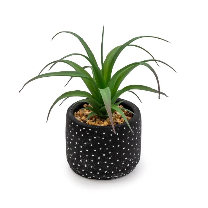 Green Succulent in Black and White Polka Dot Cement Pot 15cm
