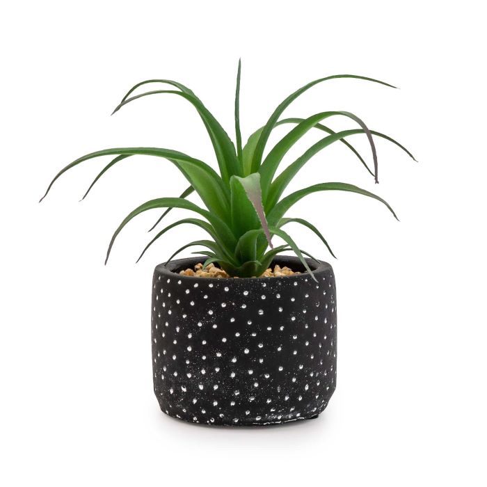 Green Succulent in Black and White Polka Dot Cement Pot 15cm