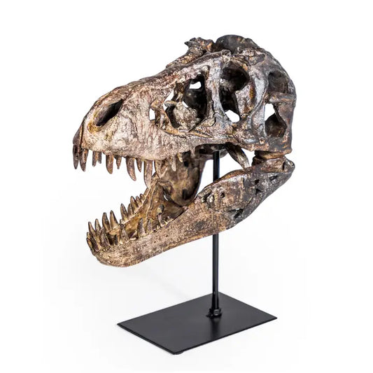 Large T-Rex Skull On Stand Table Ornament - 29.5cm