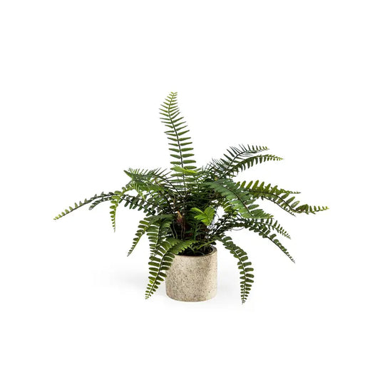 Ornamental Potted Fern Plant - 33cm