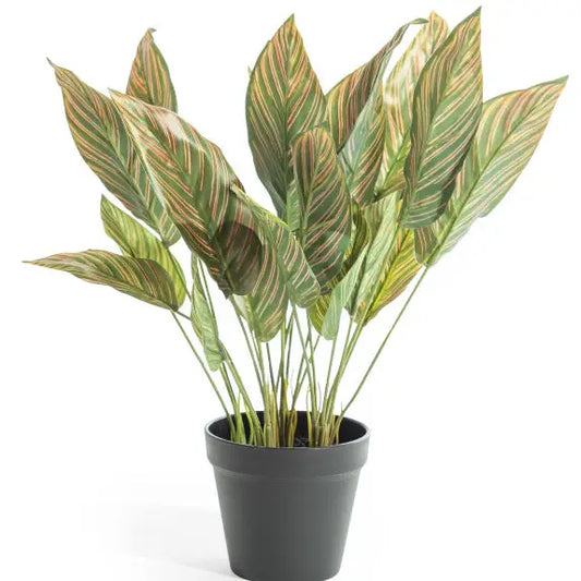 Ornamental Potted Pink Leaf Calathea Plant