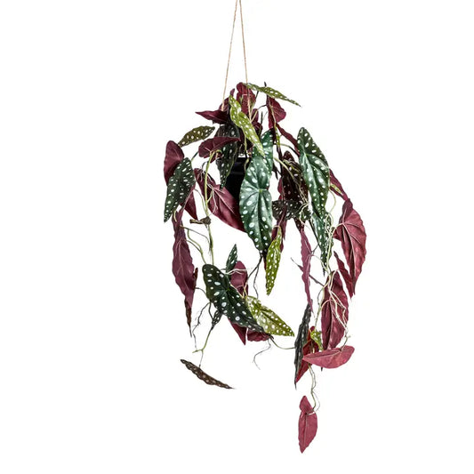Ornamental Hanging Alocasia Vine in Black Pot - 105cm