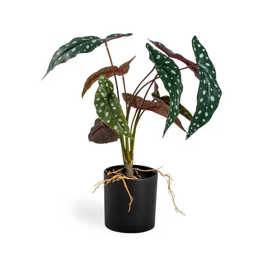 Ornamental Potted Philo Leaf Plant - 45cm