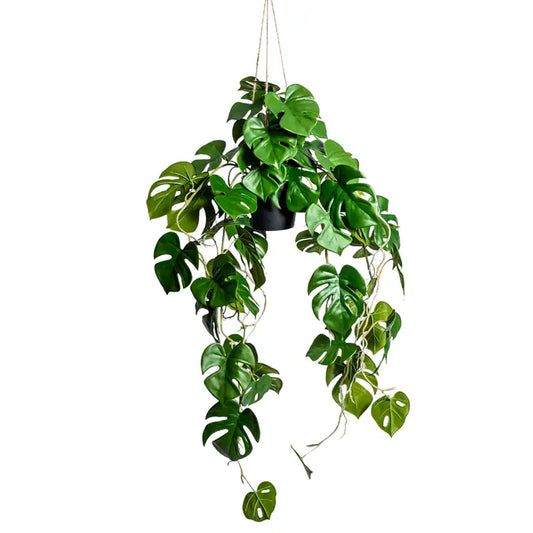 Ornamental Hanging Monstera Vine in Black Pot - 105cm