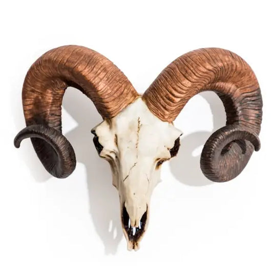 Natural Ram Skull Wall Head - 33.5cm