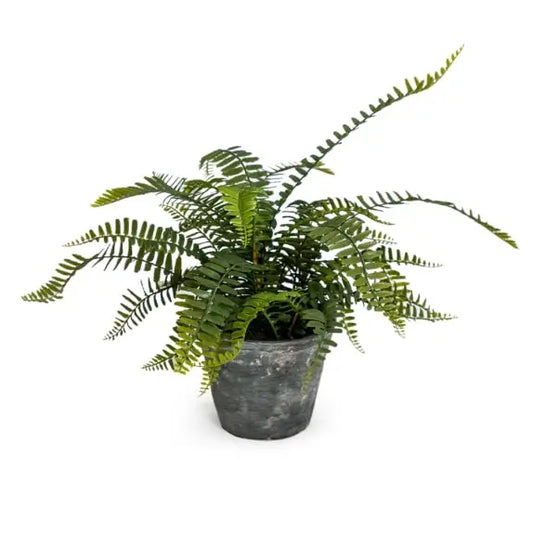 Ornamental Potted Fern Plant in Concrete Pot - 50cm