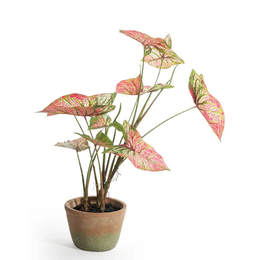 Ornamental Potted Caladium Plant - 59cm