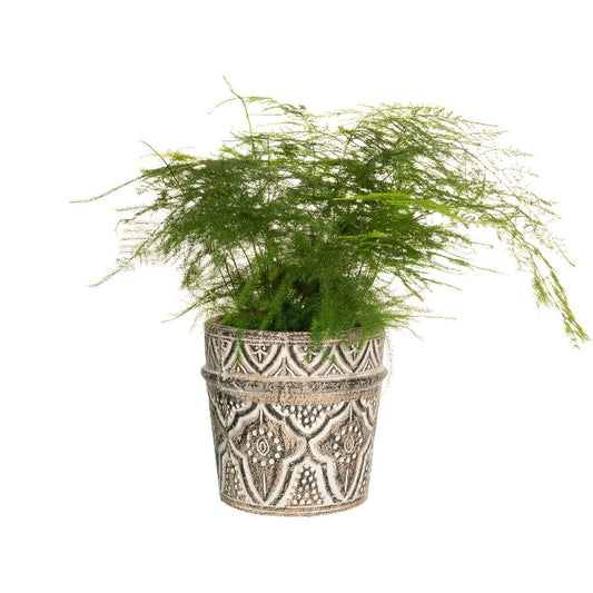 Amina Style Cement Planter - 14.5cm