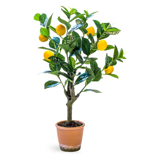Ornamental Potted Lemon Tree - 55cm