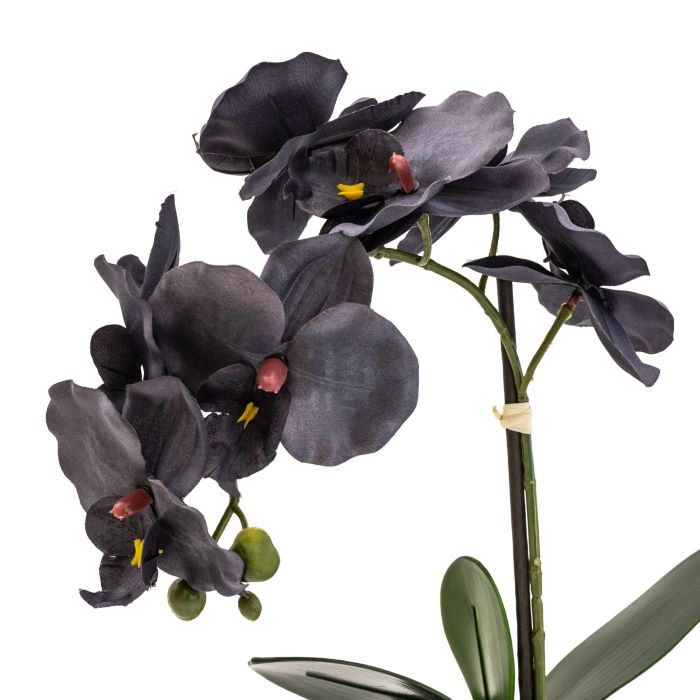 Black Artificial Orchid in Black Ceramic Footed Pot 42cm