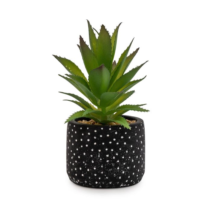 Green Succulent in Black and White Polka Dot Cement Pot 17cm