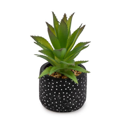 Green Succulent in Black and White Polka Dot Cement Pot 17cm