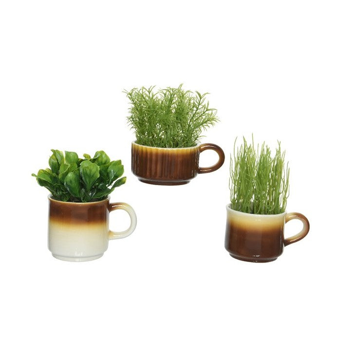 Miniature Succulents in Ceramic Mugs - Set of 3