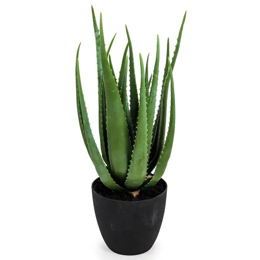 Ornamental Aloe Plant in Black Pot - 55cm