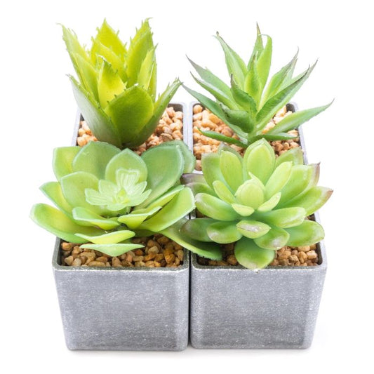 Assorted Square Pot Succulents Set of 4