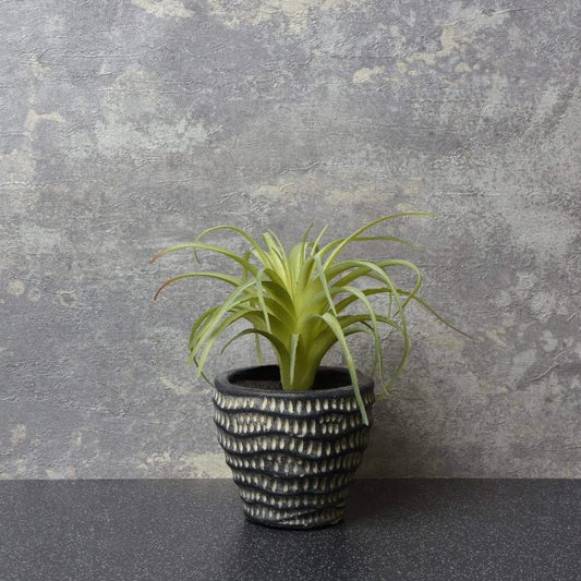 Artificial Sky Plant in Cement Planter 14cm