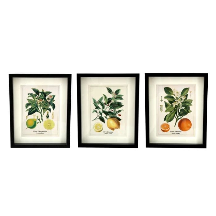 Botanical Fruit Framed Wall Art, Set of 3 Pictures - 25cm