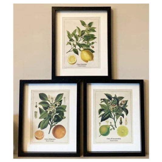 Botanical Fruit Framed Wall Art, Set of 3 Pictures - 25cm